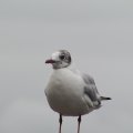P8082429